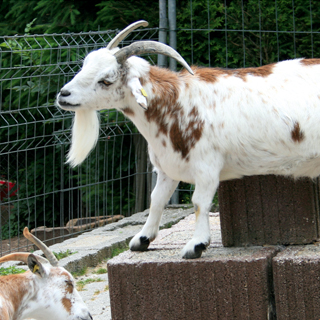 Tiergehege Waldstraße